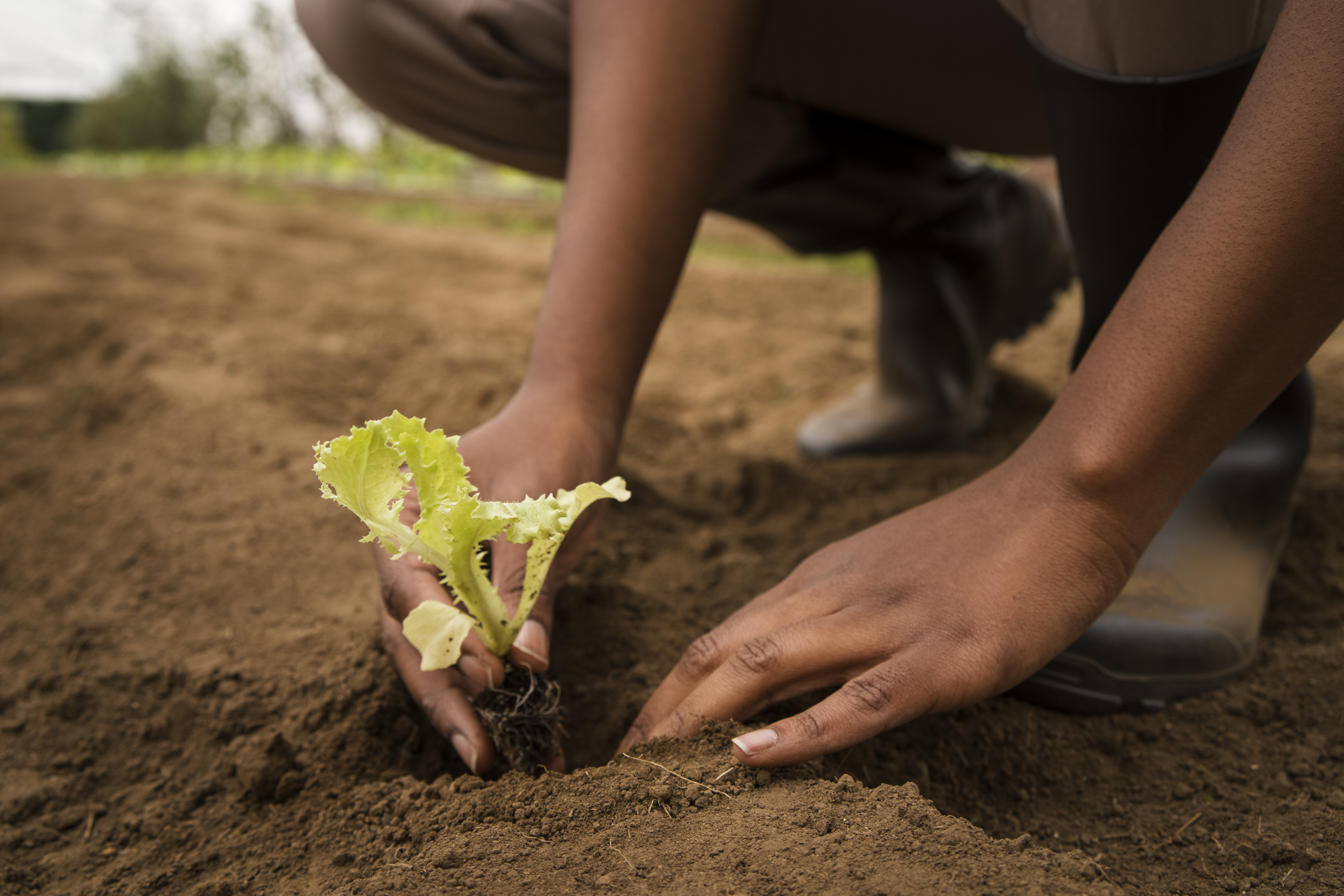 Agricultural investment
